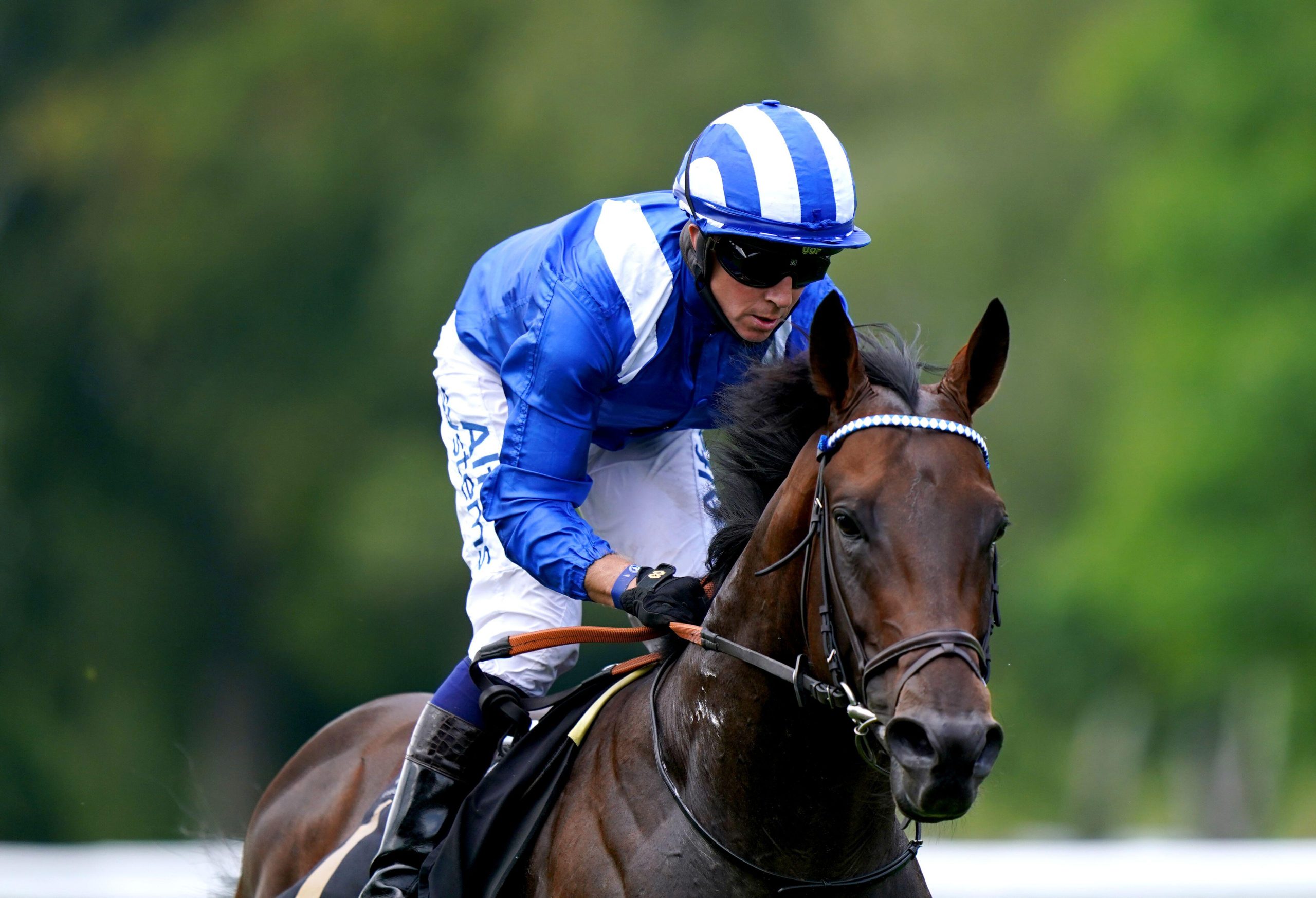 Baaeed: Unbeaten colt will look to confirm his status as Europe's champion miler, starting with Newbury's Group 1 Lockinge Stakes.