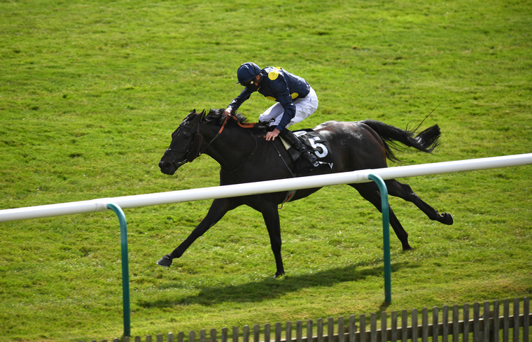 Desert Icon can run a big race for our weekend ante-post tips on Saturday in the John Smiths Cup.